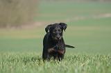 BEAUCERON - PUPPIES 418